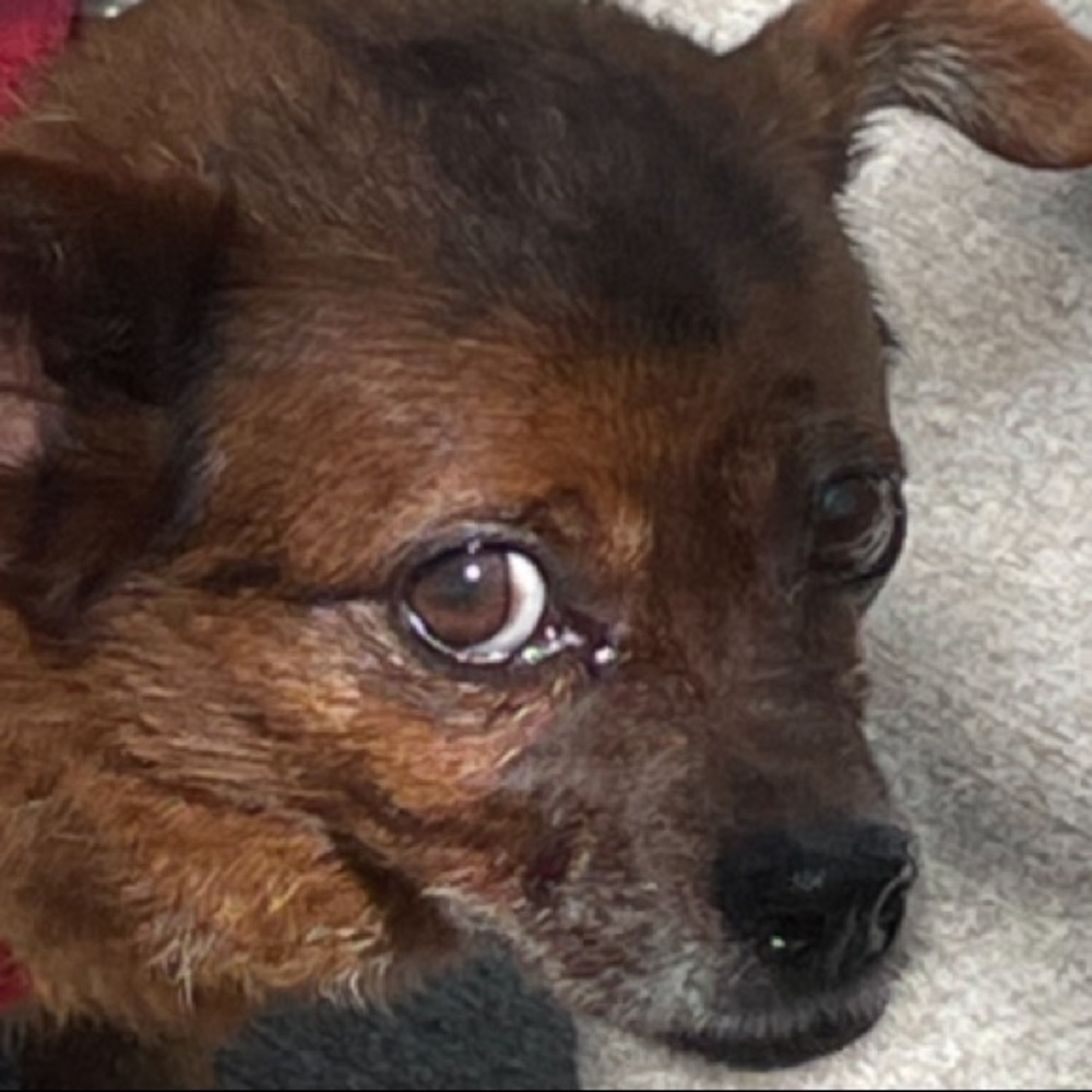 Meet your Posher, Josephine